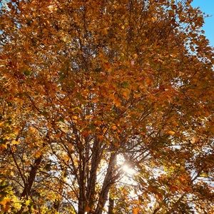 Jeans bundle for Stages